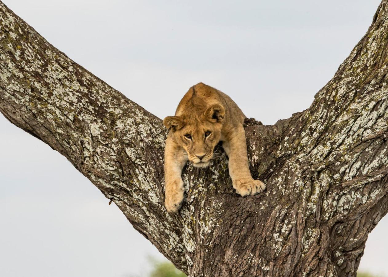 Melia Serengeti Lodge Member Of Melia Collection Extérieur photo