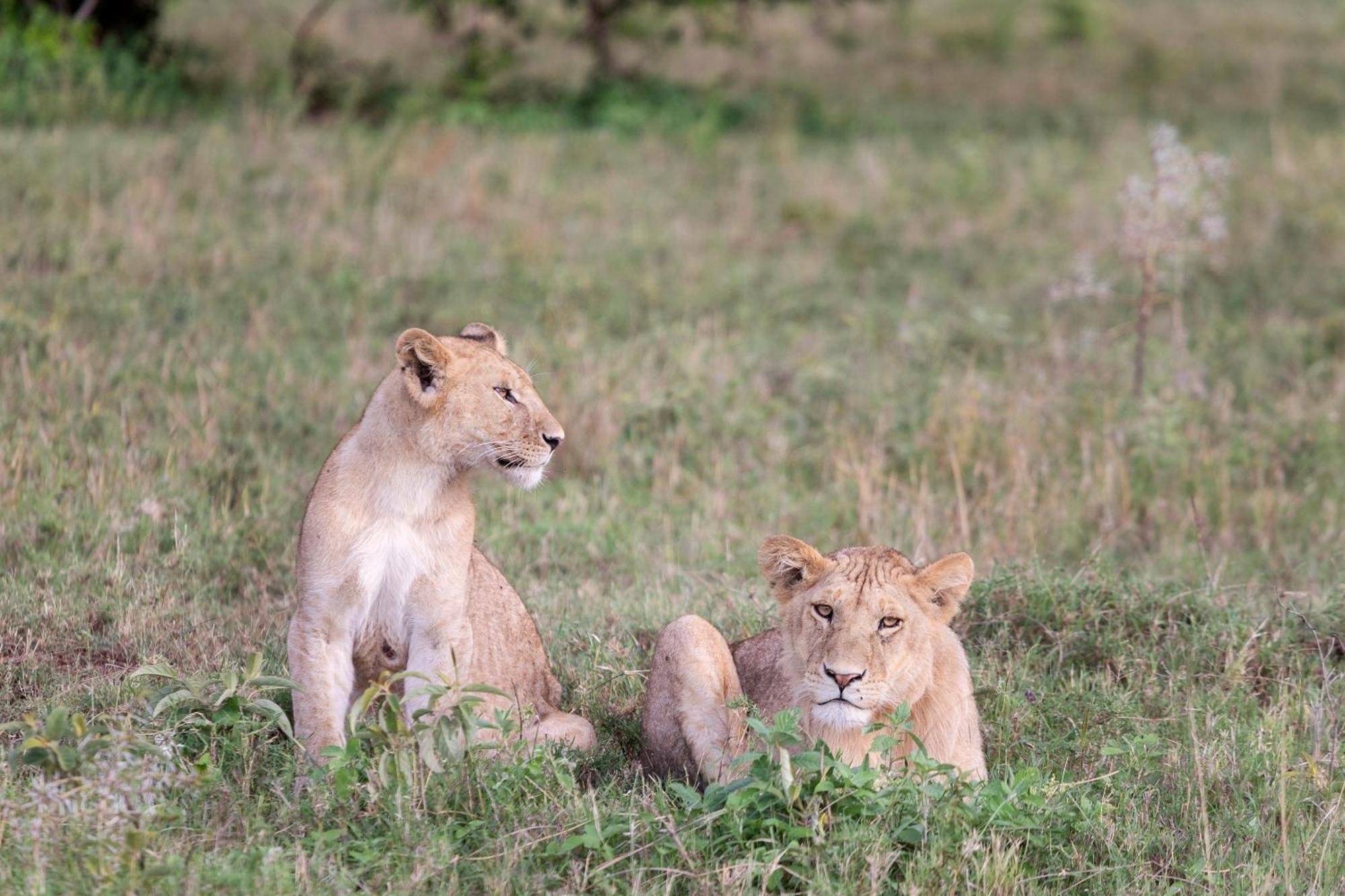 Melia Serengeti Lodge Member Of Melia Collection Extérieur photo