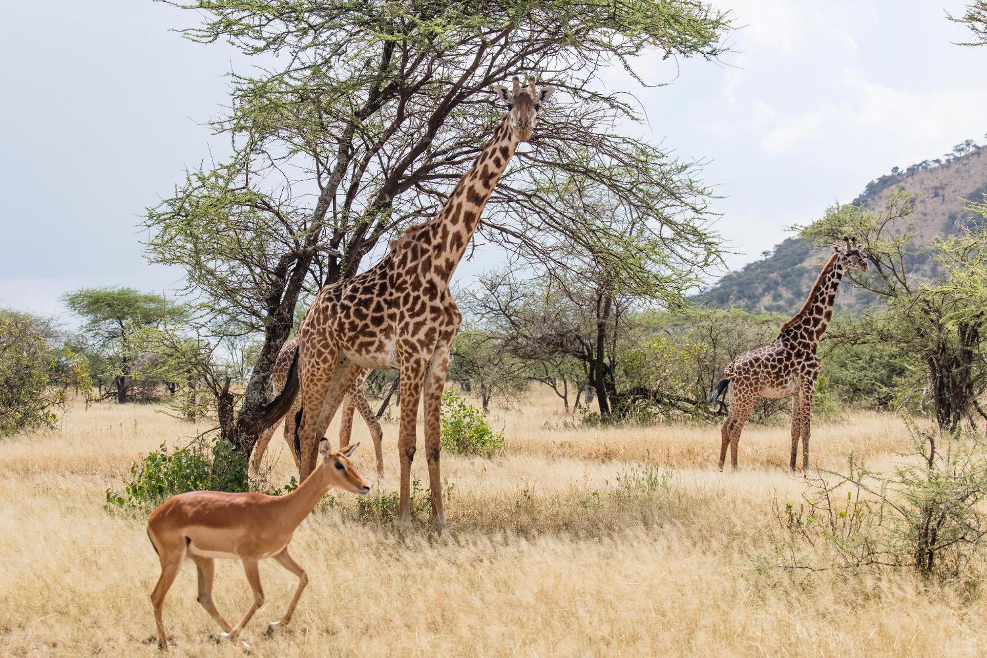 Melia Serengeti Lodge Member Of Melia Collection Extérieur photo