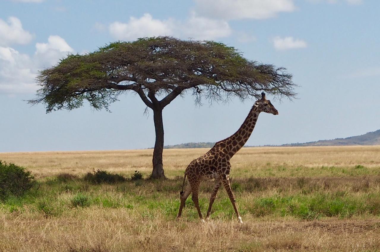 Melia Serengeti Lodge Member Of Melia Collection Extérieur photo